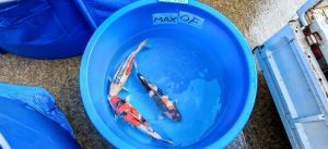 Ishihara Sansai Mix 55-60 cm 1350-1950 Euro