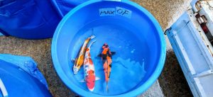 Ishihara Sansai Mix 55-60 cm 1350-2450 Euro