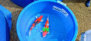 Ishihara Sansai Mix 55-60 cm 2450-2950 Euro