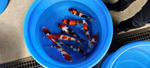 Kase Nisai Mix 33-38 cm 395 Euro