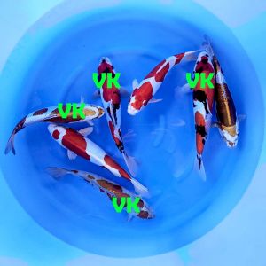 Kase Nisai Mix 39-45 cm 550 Euro