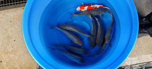 Kase Nisai Pearl Mix 33-38 cm 395 Euro