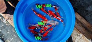 Kawakami Nisai Mix 32-38 cm 550 Euro