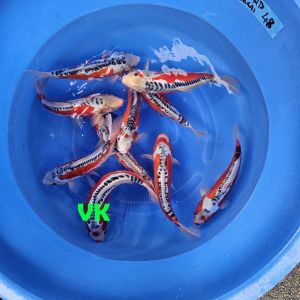 Kawakami Shusui Nisai 30-35 cm 295 Euro