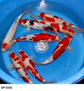 Maruhide Nisai Doitsu Gosanke 40-45 cm SP-S101 550 Euro