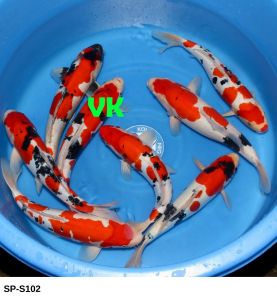 Maruhide Nisai Doitsu Gosanke 40-45 cm SP-S102 550 Euro