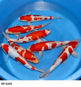 Maruhide Nisai Gosanke 40-45 cm SP-S103 550 Euro