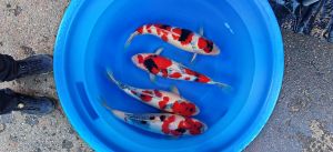 Maruhide Nisai Showa 650 Euro