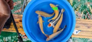 Maruhiro Nisai Mix 40-45 cm 395 Euro