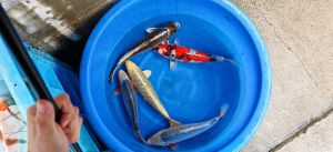 Maruhiro Nisai Mix 45-50 cm 750