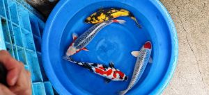 Maruhiro Nisai Mix 45-50 cm 975 Euro (3)