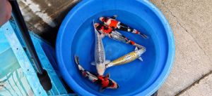 Maruhiro Nisai Mix 45-50 cm 750-975 Euro