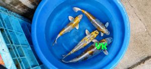 Maruhiro Nisai Mix 45-60 cm 975-1350