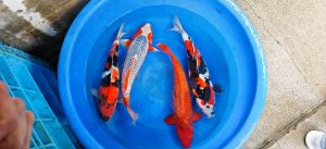 Maruhiro Nisai Mix 45-60 cm 975-1150 Euro