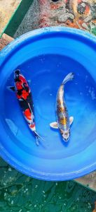 Maruhiro Sansai Mix 3950-4950 Euro