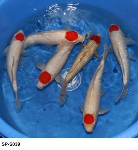 Marujyu Sansai 44-48 cm SP-S039 650 Euro