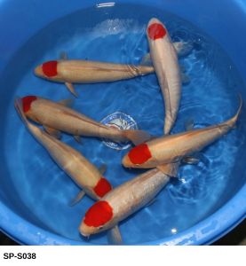 Marujyu Sansai Tancho 44 48 cm SP-S038 550 Euro