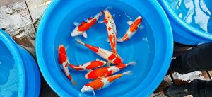 Marusaka Nisai Mix 33-38 cm 395 Euro