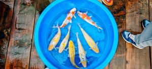 Marusaka Nisai Mix 40-45 cm 650 Euro