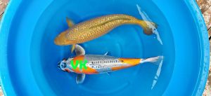 Marusaka Sansai 57-58 cm 1350-3750 Euro