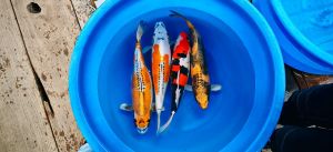 Marusaka Sansai Mix 50-55 cm 1150 Euro