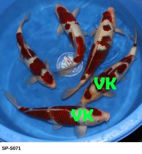 Marushin Nisai Goromo 43-47 cm SP-S071 650 Euro