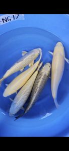 Nagoshi Nisai Mix 48-52 cm 650-750 Euro (2)