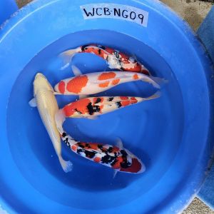 Nagoshi Nisai Mix 48-52 cm 650-750 Euro (3)