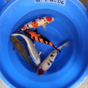 Nagoshi Nisai Mix 48-52 cm 650-750 Euro