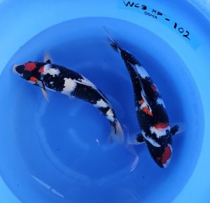 Ooya Jumbo Nisai 51-55 cm 2150-2450 Euro