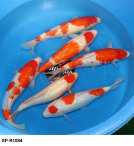 SP-B1084 Selected Nisai Ginrin Kohaku (40-45 cm) 550 Euro