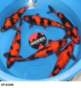 SP-B1088 Selected Nisai Hi Utsuri (40-45 cm) 550 Euro