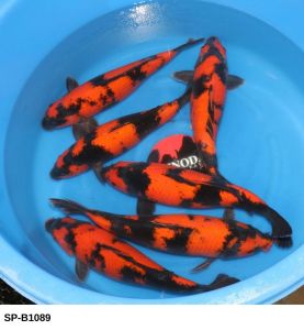 SP-B1089 Selected Nisai Female Hi Utsuri (43-48 cm) 975 Euro