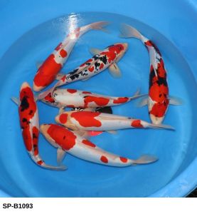 SP-B1093 Selected Nisai Doitsu Mix (38-45 cm) 550 Euro