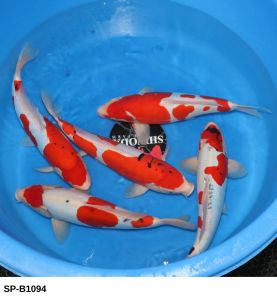 SP-B1094 Selected Nisai Doitsu Mix (44-46 cm) 550 Euro