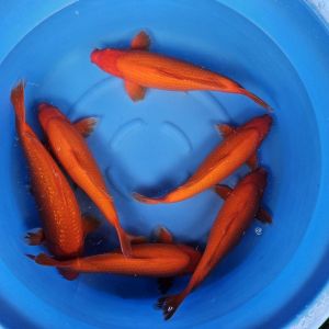 Sakazume Nisai Benigoi Mix 40-45 cm 650 Euro