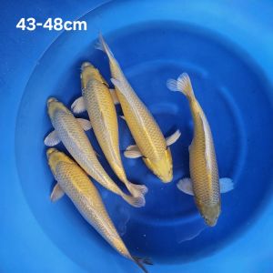 Sakazume Nisai Yamabuki 43-48 cm 550 Euro