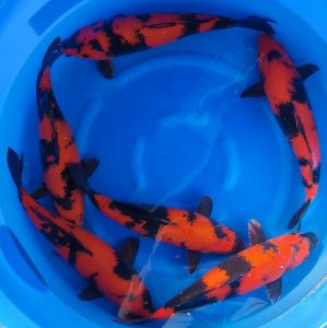 Shinoda Nisai 975-1350 Euro