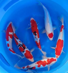 Shinoda Nisai 975-1350 Euro