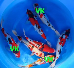 Shinoda Nisai 550-1350 Euro (3)