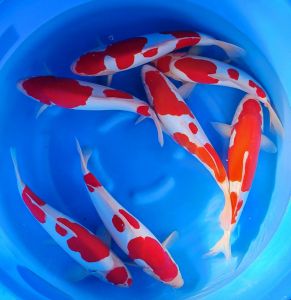 Shinoda Nisai 975-1350 Euro