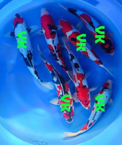 Shinoda Nisai 550-1350 Euro (5)