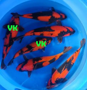 Shinoda Nisai 550-1350 Euro (7) - Kopie