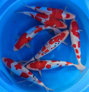 Shinoda Nisai 975-1350 Euro