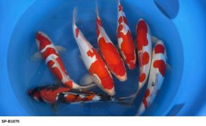 Shinoda Nisai Doitsu Mix 40-45 cm SP-B1070 550 Euro