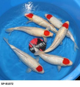 Shinoda Nisai Tancho 40-43 cm SP-B1072 550 Euro