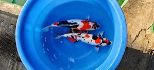 Shinoda Sansai Doitsu Showa 4250 Euro