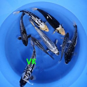 Takatatsu Nisai Mix 30-48 cm 395-975 Euro