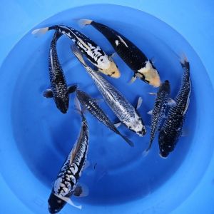 Takatatsu Nisai Mix 30-48 cm 395-975 Euro