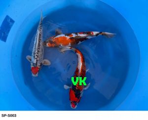Yamasan Koi Farm Sansai Mix 52 59 cm SP-S003 1350 Euro